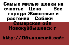 Самые милые щенки на счастье › Цена ­ 1 - Все города Животные и растения » Собаки   . Самарская обл.,Новокуйбышевск г.